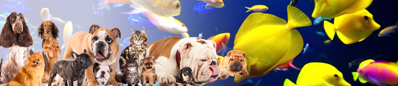 China International Pet Show (CIPS) banner ilikevents